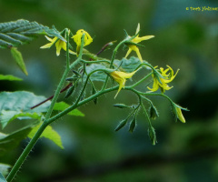 Cucumber blossoms
