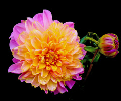 BLÜTE
