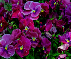 BLÜTEN