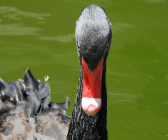 Cisne negro