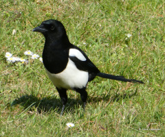 magpie 