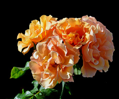 BLÜTEN