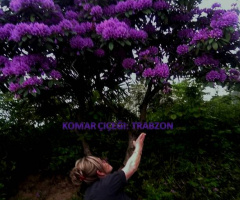 ORMAN GÜLÜ, YÖRE AĞZIYLA KOMAR ÇİÇEĞİ