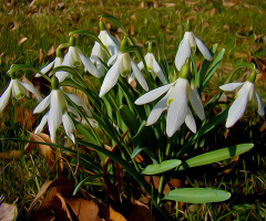 BLÜTEN