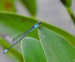 Mini Dragonfly 