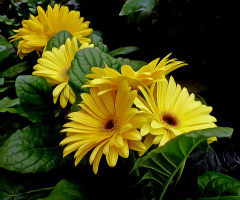 BLÜTEN