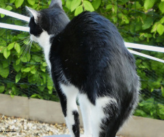 neighbor cat has woken up 