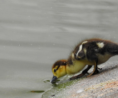Duckling