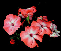 BLÜTEN