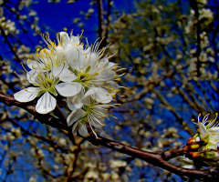 BLÜTEN