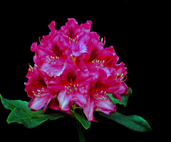 BLÜTEN