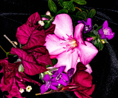 Desert Flowers