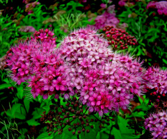 BLÜTEN
