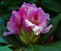 BLÜTEN