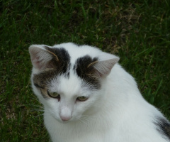 Neighbour's cat 