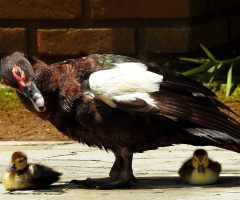 Happy Mother´s day