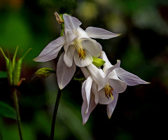 BLÜTEN