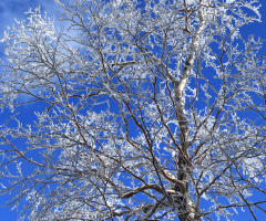 Frozen
