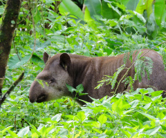 Anta (Tapirus terrestris)