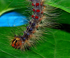 RAUPE