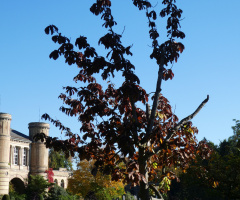 Botanical Garden, Karlsruhe / Germany