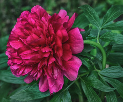 Peony