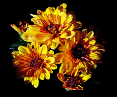 BLÜTEN