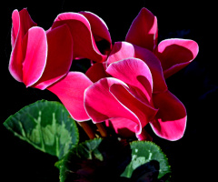 BLÜTEN