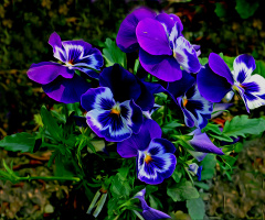 BLÜTEN