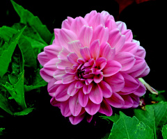 BLÜTE