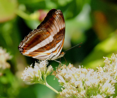 Borboleta