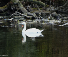 Saumseen nature reserve, Karlsruhe / Germany