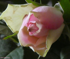 happy sunday 