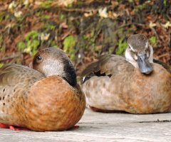 Patos