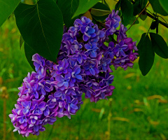 BLÜTEN