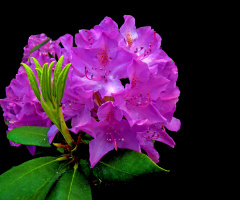 BLÜTEN