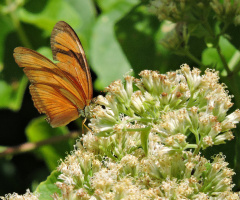 Mini butterfly