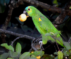 Papagaio-verdadeiro