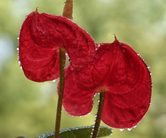 Anthurium