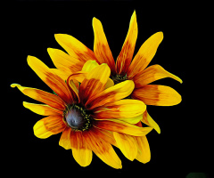 BLÜTEN