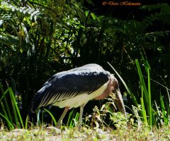 Marabou stork 