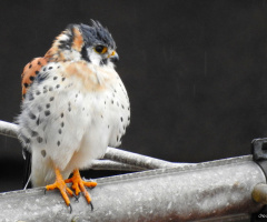 Falco on a television antenna