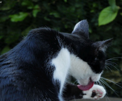 Neighbour's cat 