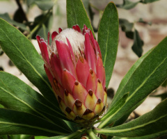 Protea
