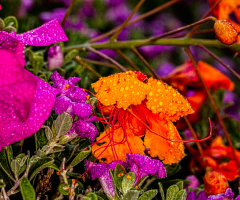 Summer Colors