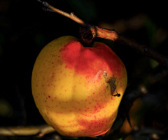 APFEL
