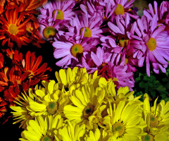 BLÜTEN