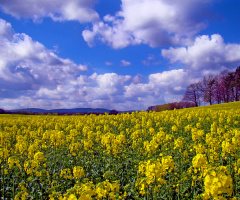 AM FELD