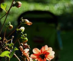 blossoms