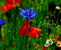 BLÜTEN